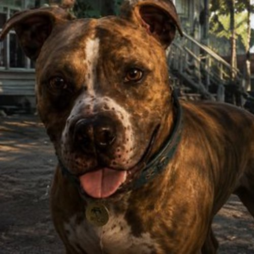 Rico, the dog from Vice City